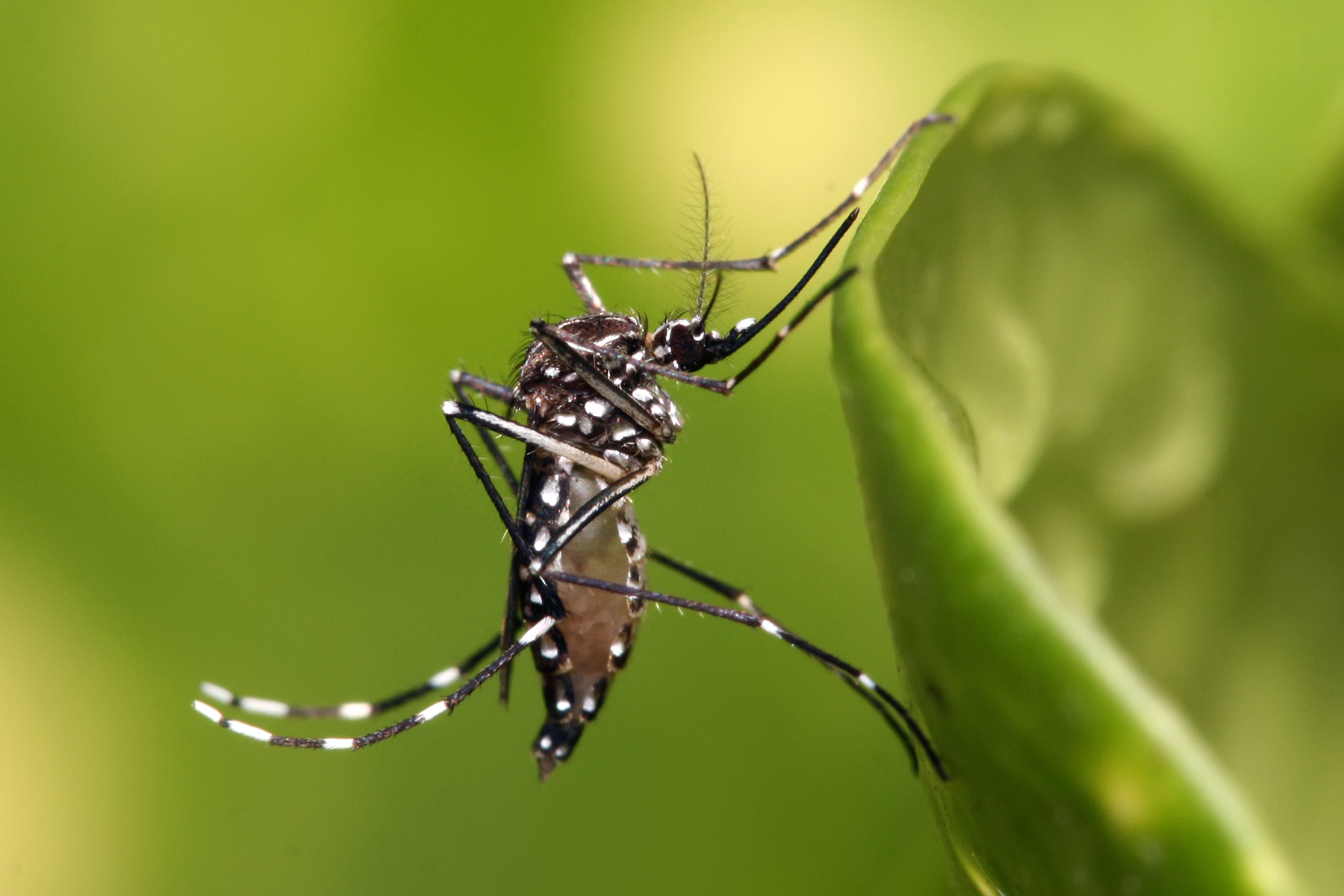 Mosquito Aedes aegypti — la plaga que BioGuard combate